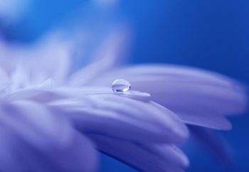 FLOWERS-5-e1570873927578