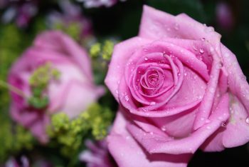 ROSES-4-e1598871735343