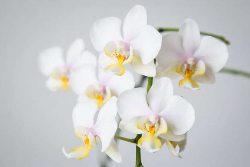 phalaenopsis-orchid-white-close-up-864×576-1