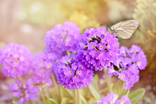 BUTTERFLIES-3