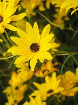 FLOWERS-1-e1579779599937