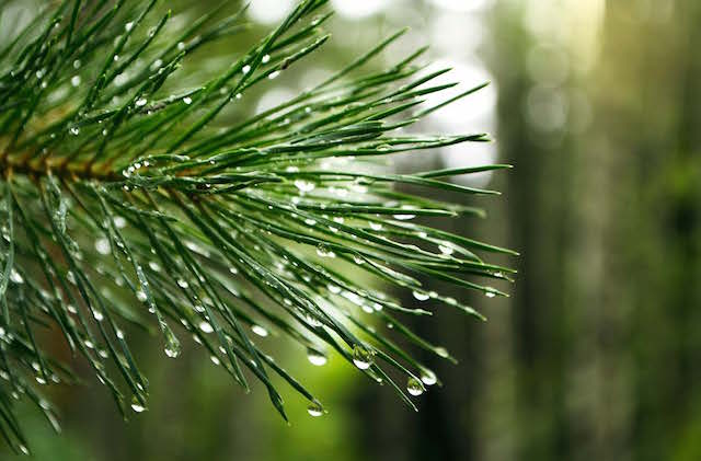 GARDENS-9