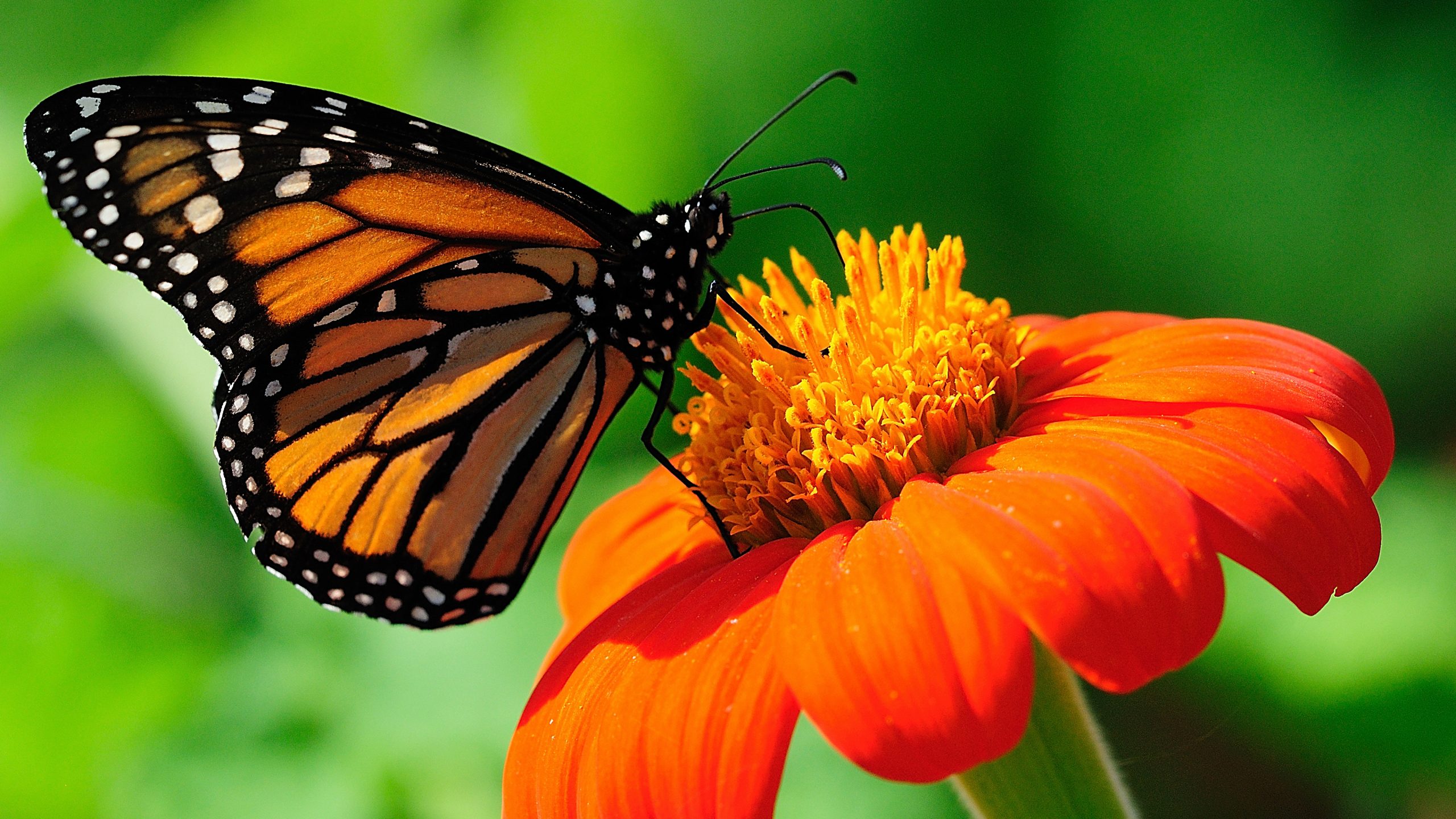 butterfly-2