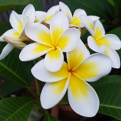frangipani