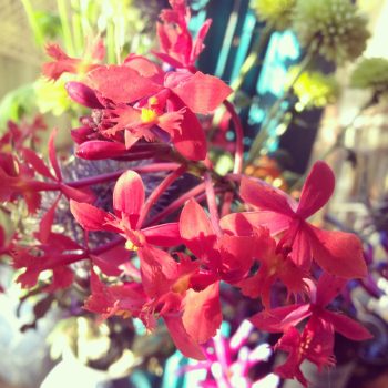 flower-pic-for-Heather-GARLAND-webpage-e1707790454182