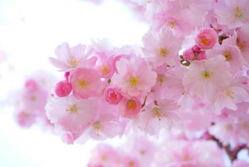 SOFTPINKS-4-e1568627012975