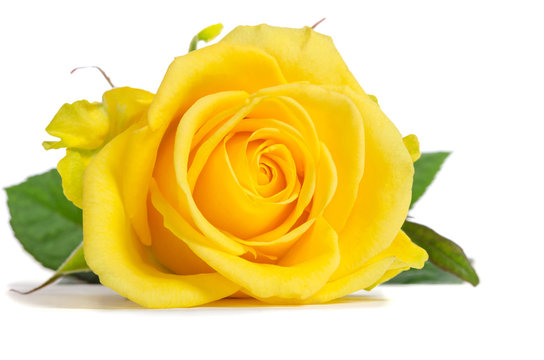 yellow-rose