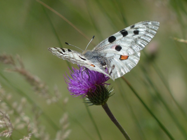 Butterflies 1